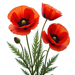 Obraz premium Stunning close up photography of vibrant red poppy flowers with dark green leaves transparent background