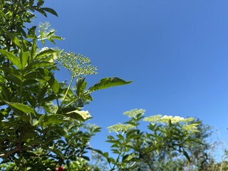 Elderberry sambucus adoxaceae elder teasel white green syrup blossoms bush plant samen summer berries purple musk herb europe germany holunder holder heilpflanze white juice tea medicinal summer drink