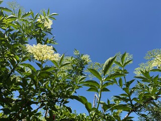 Elderberry sambucus adoxaceae elder teasel white green syrup blossoms bush plant samen summer berries purple musk herb europe germany holunder holder heilpflanze white juice tea medicinal summer drink