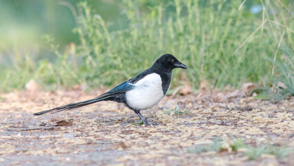 blackbird on the ground