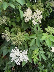 Elderberry sambucus adoxaceae elder teasel white green syrup blossoms bush plant samen summer...