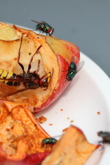 Close-Up of a hornet feeding on an Apple