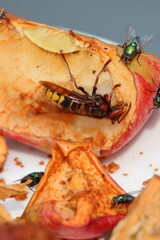 Close-Up of a hornet feeding on an Apple