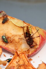 Close-Up of a hornet feeding on an Apple