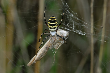 Wasp spider, Argiope bruennichi female with a large prey.  With a caught praying mantis
