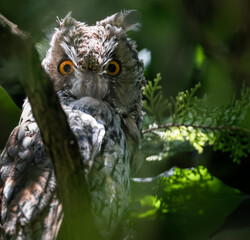 long-eared owl