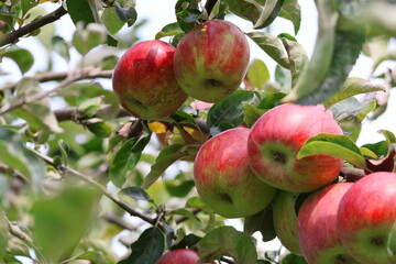 close-up of a bunch of ripe red apples on a tree