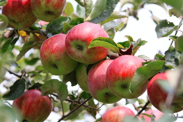 close-up of a bunch of ripe red apples on a tree