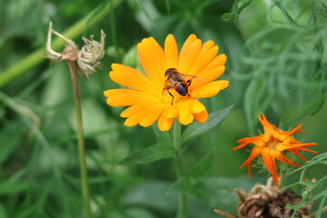 hoverfly looking like a bee gathering nectar from an orange marigold flower
