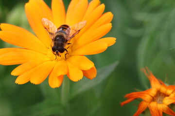 hoverfly looking like a bee gathering nectar from an orange marigold flower