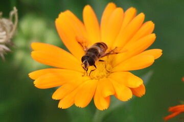hoverfly looking like a bee gathering nectar from an orange marigold flower