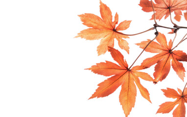 autumn maple plant isolated on white background, png