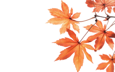 autumn maple plant isolated on white background, png