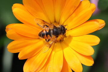hoverfly looking like a bee gathering nectar from an orange marigold flower