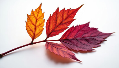 Naklejka premium Macro shot of autumn leaves transitioning from vibrant yellow to deep red, purple hues. Detailed leaf veins, serrated edges showcase nature intricate symmetry. Isolated on clean white background,