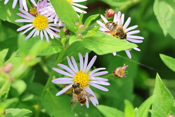 hoverfly or Bee gathering nectar from a Tartarian Aster flower