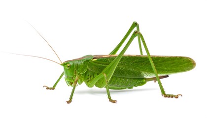 Isolated green grasshopper