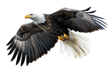 Bald eagle flying isolated on white background, png