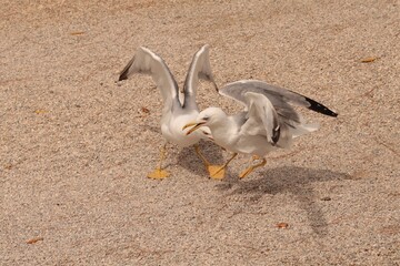 Two seagulls in Porec