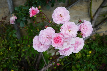 Beautiful pink climbing roses blooming against a stone wall in a summer garden in Derbyshire, England.