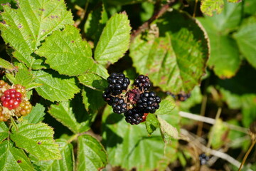 Ripe wild blackberries growing on a sunny hedgerow in late summer at Derbyshire, England.