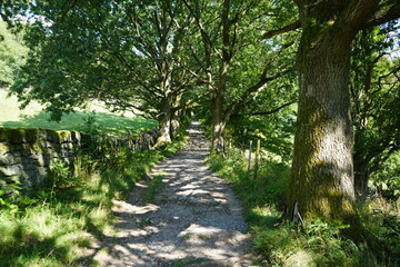 Tranquil shaded country lane with dry stone wall and lush summer greenery in Derbyshire, England