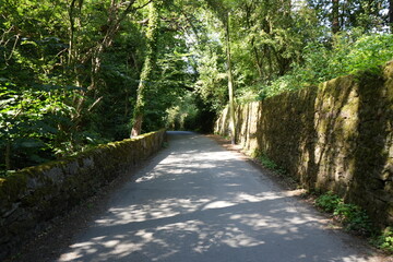 Tranquil country lane with mossy stone walls and lush summer foliage in Derbyshire, England.