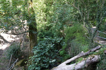 Tranquil shaded creek with fallen log and lush greenery in Derbyshire, England.