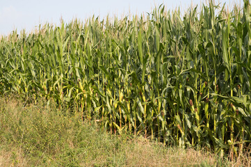 Corn field growing in borken, north rhine-westphalia, germany