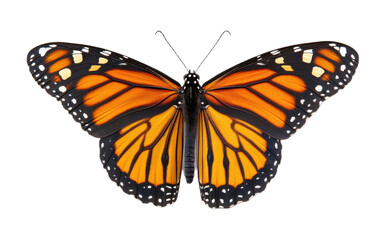 Obraz premium Beautiful monarch butterfly isolated on white background, png