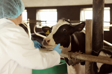 Veterinarian with cute cows inside cowshed in dairy farm, back view