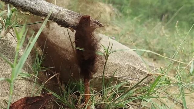 Advanced Decay of Shaggy Inkcap Mushroom with Inky Liquid Dripping in Natural Grass Habitat