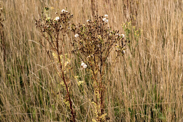 Dried thistle blooming in tall grass in north rhine-westphalia, germany