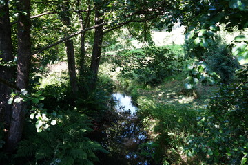 Peaceful shaded woodland stream with lush ferns and summer greenery in Derbyshire, England.