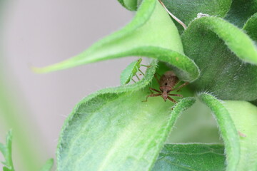 Dock Bug sitting on a sunflower leaf