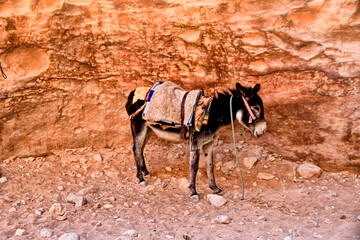 travel to Jordan and tow donkeys.mountains.