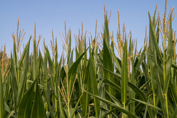 Cornfield growing under blue sky in borken, north rhine-westphalia, germany