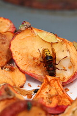 Close-Up of a hornet feeding on an Apple