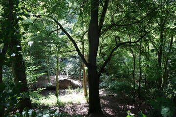 Tranquil sunlight filtering through summer woodland canopy in Derbyshire, England