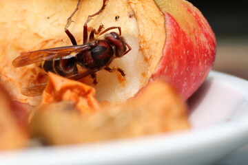Close-Up of a hornet feeding on an Apple