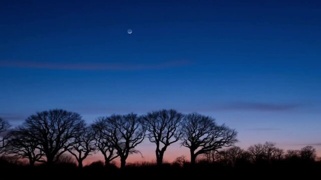 Silhouettes of Trees under a Clear Twilight Sky