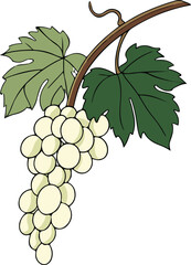 Hand drawn grape bunches perfect for healthy food, organic products, and vineyard projects