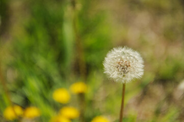 초록색 들판에 홀로 핀 민들레 홀씨 