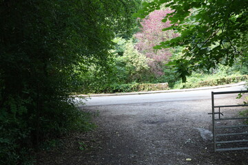 Woodland lane entrance featuring summer foliage and a country gate in Derbyshire, England.