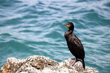 Cormorant on the beach