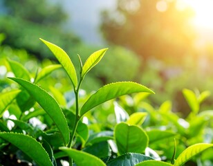 Obraz premium Lush green tea leaves in sunlight