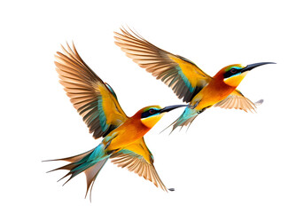 Fototapeta premium bird in flight