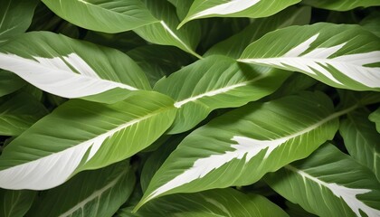 Striking close-up captures vibrant green leaves with white variegation for a dynamic effect.