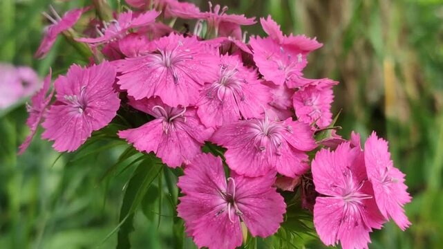 Pink Turkish carnations in bloom.