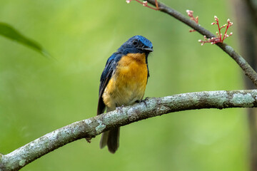 Tickell's blue flycatcher perched on tree branch in a nice green background.
